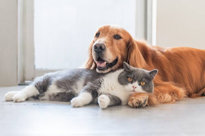Pet Products